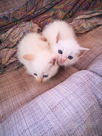 2 gattini di 2 mesi e mezzo