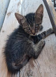 Gattini