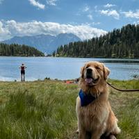 Golden Retriever da monta