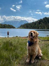 Golden Retriever da monta