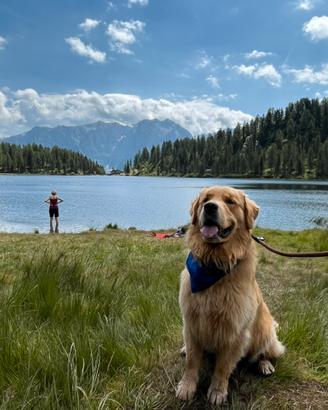 Golden Retriever da monta