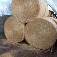 Fieno per cavalli
