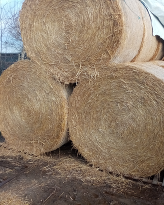 Fieno per cavalli