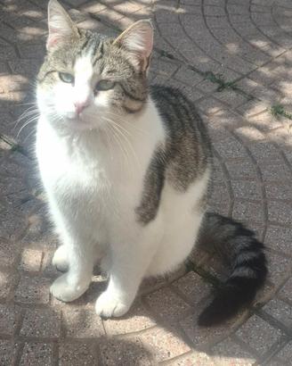 Gattino anni 1