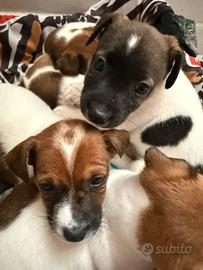 Cuccioli Jack Russell Terrier