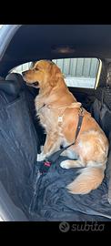 Cuccioli di Golden Retriever