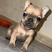 Cucciolo di Bulldog Francese colore blu fawn
