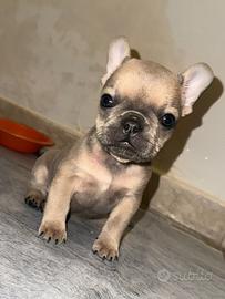 Cucciolo di Bulldog Francese colore blu fawn