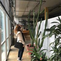 Cactus Euphorbia con vaso