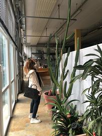 Cactus Euphorbia con vaso