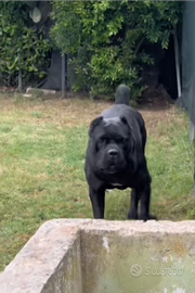 Cuccioli di cane corso disponibili