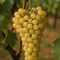 vino azprino d'aversa