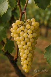 vino azprino d'aversa