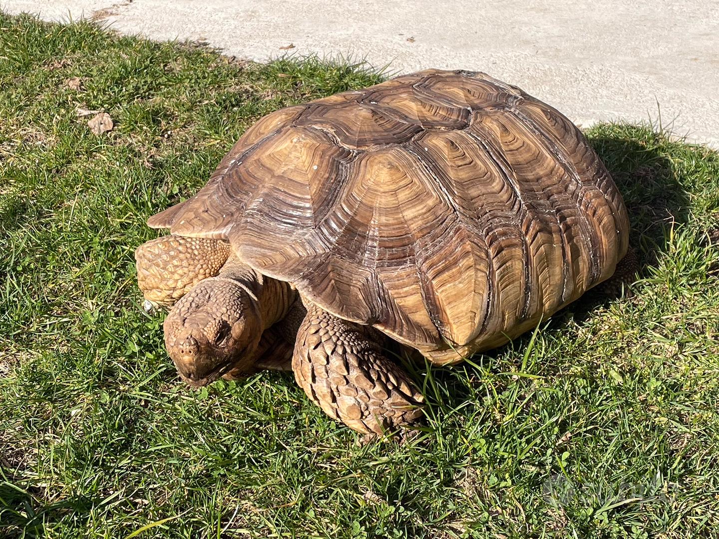 Geochelone Sulcata - Animali In vendita a Pordenone