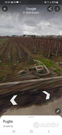 Terreno agricolo con vigneto produttivo