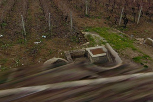 Terreno agricolo con vigneto produttivo