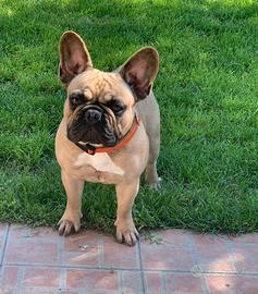 Cuccioli di BOULEDOGUE FRANCESE con Pedigree