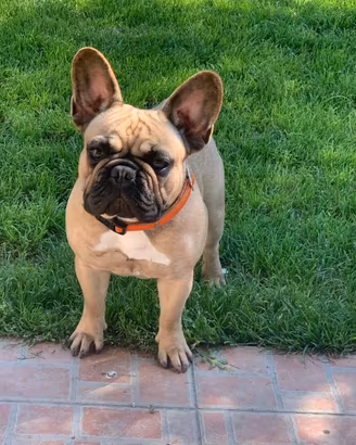 Cuccioli di BOULEDOGUE FRANCESE con Pedigree