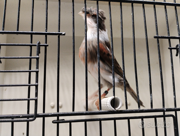 Canarini Arlecchino portoghese