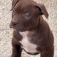 Cuccioli American Pitbull Terrier Ukc/Adba