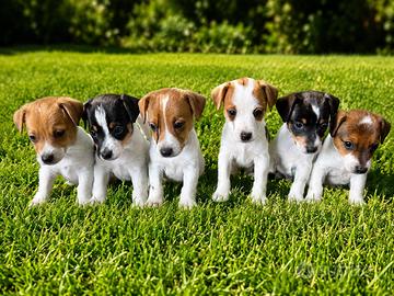 Jack Russell
