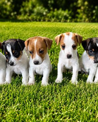 Jack Russell