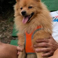 Cane volpino