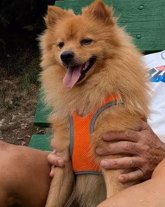 Cane volpino