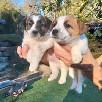 Cuccioli jack russel