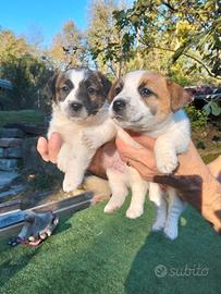 Cuccioli jack russel