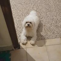 Maltese