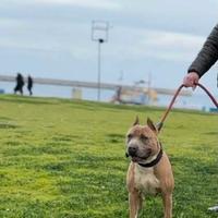American pitbull terrier ukc