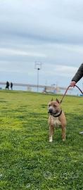 American pitbull terrier ukc