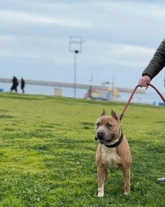 American pitbull terrier ukc