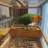 Inseparabili roseicollis