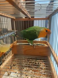 Inseparabili roseicollis