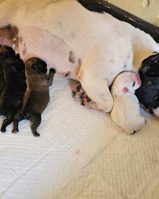 Cuccioli bulldog francese