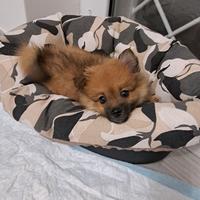 Spitz tedesco piccolo