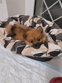 Spitz tedesco piccolo