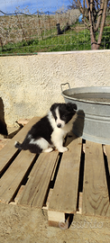 Cuccioli di Border Collie