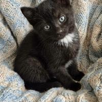 Gattino maschio mix siamese