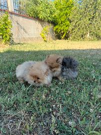 Spitz pomerania