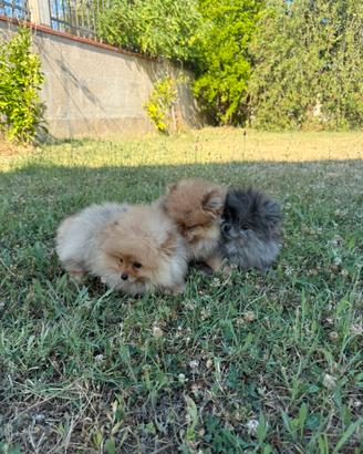 Spitz pomerania
