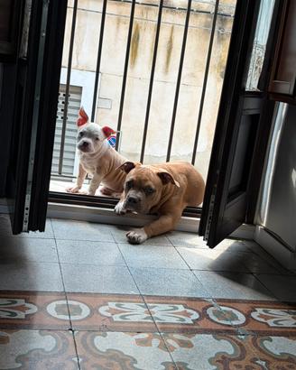 American bully pocket