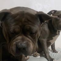 American bully Standard