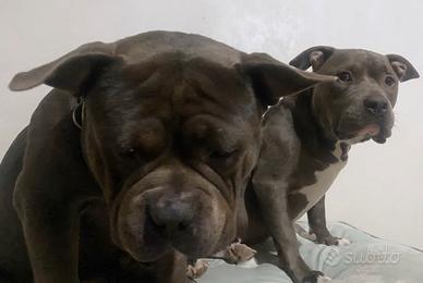 American bully Standard