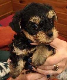 Morkie