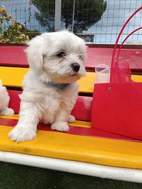 Cuccioli di Maltese