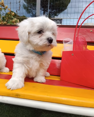 Cuccioli di Maltese