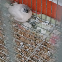 Diamanti mandarino novelli